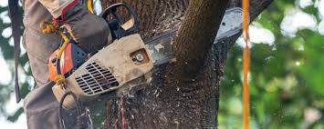 Best Stump Grinding and Removal  in Oak Point, TX