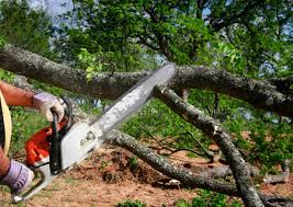 Professional Tree Removal in Oak Point, TX