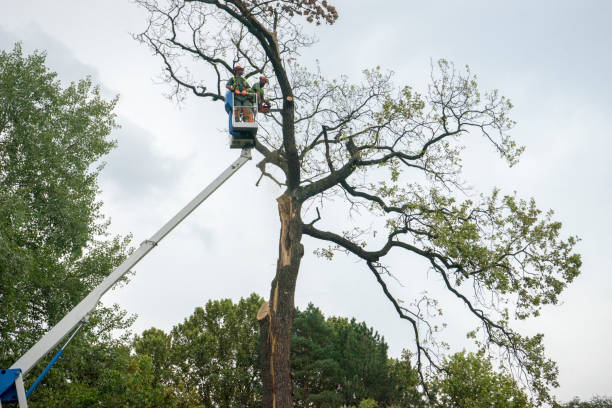 Best Palm Tree Trimming  in Oak Point, TX