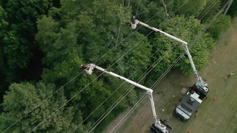 How Our Tree Care Process Works  in  Oak Point, TX